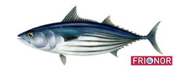 Thunfisch Skipjack