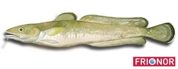 Lengfisch