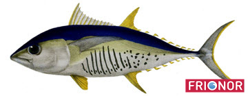 Thunfisch